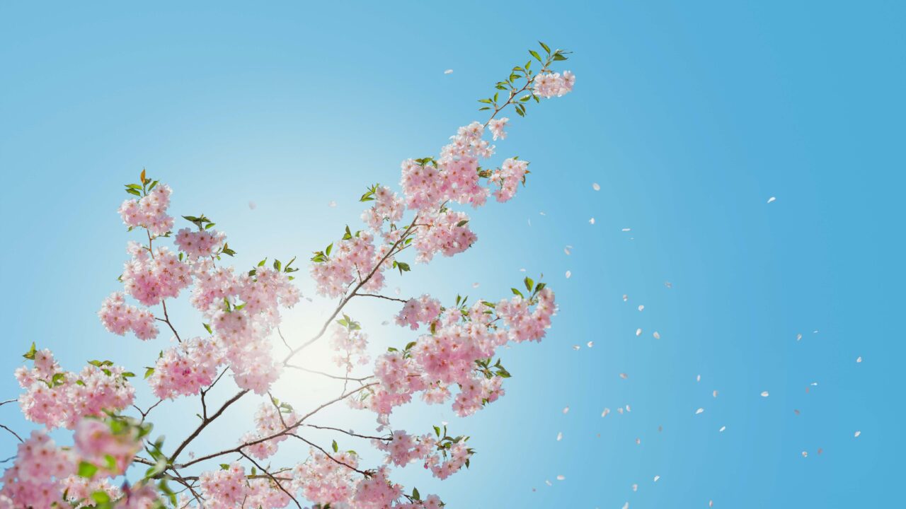 flower_sky