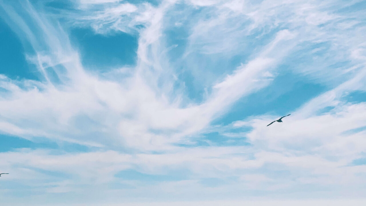 bird_sky