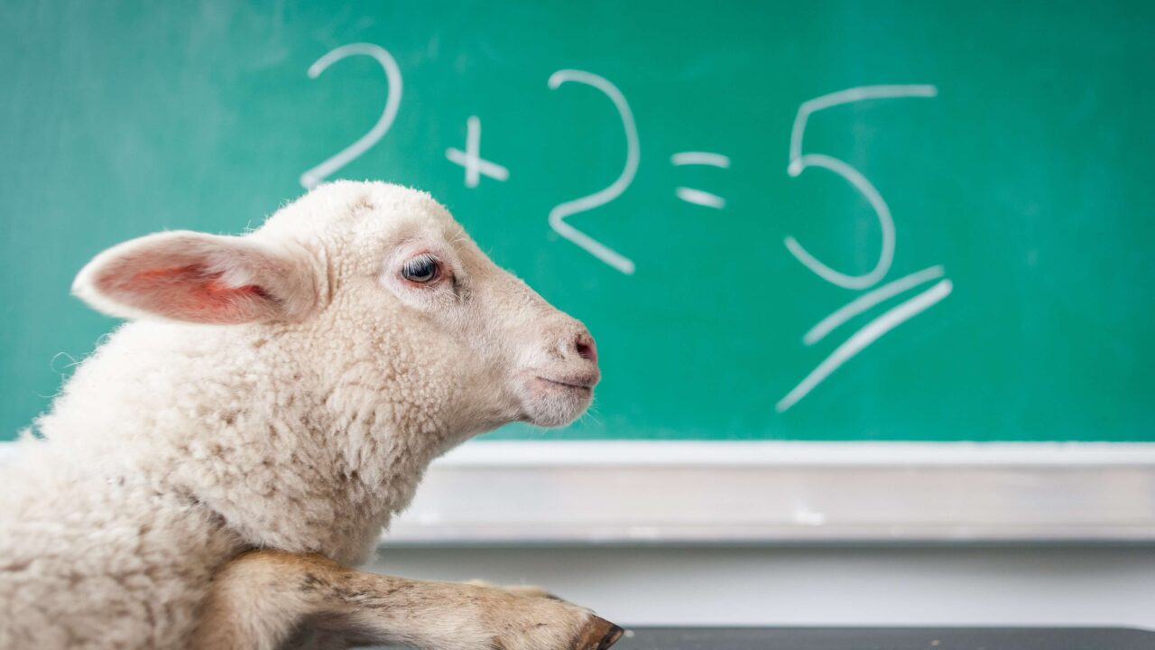 sheep
