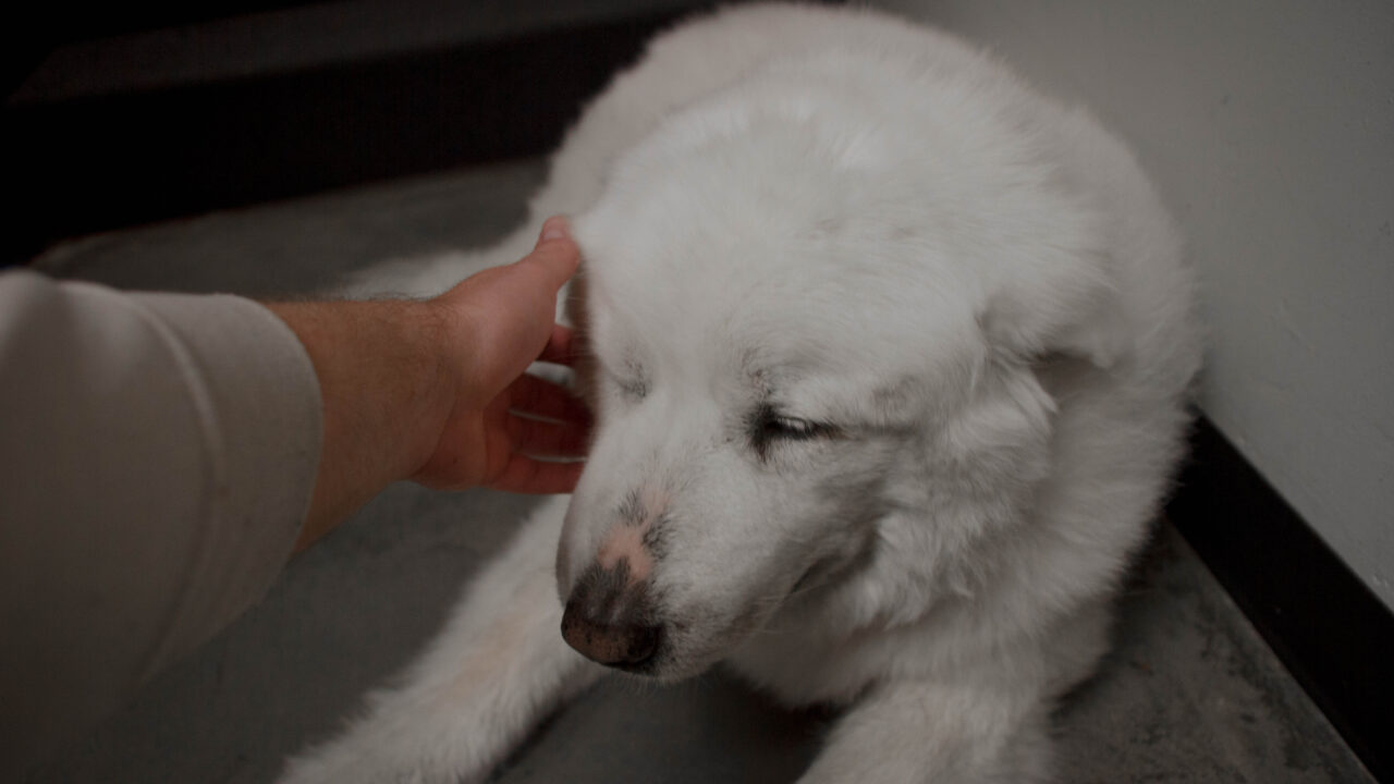 goodboy