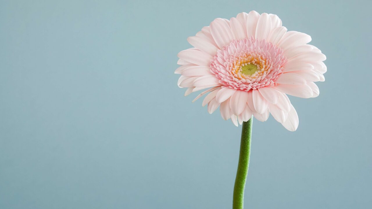pink_flower