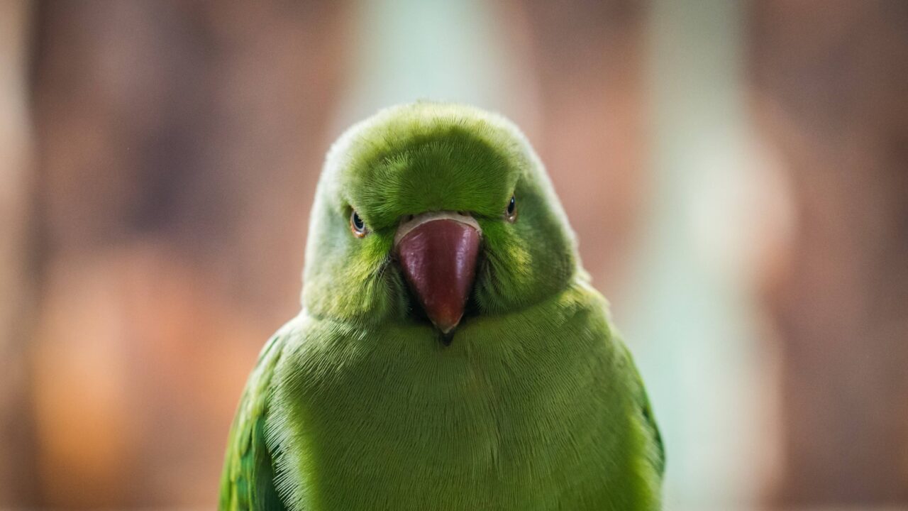 angry_bird