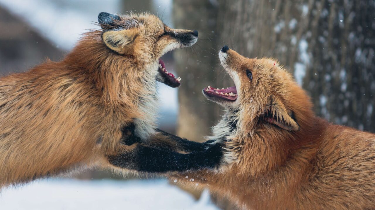 fight_foxes