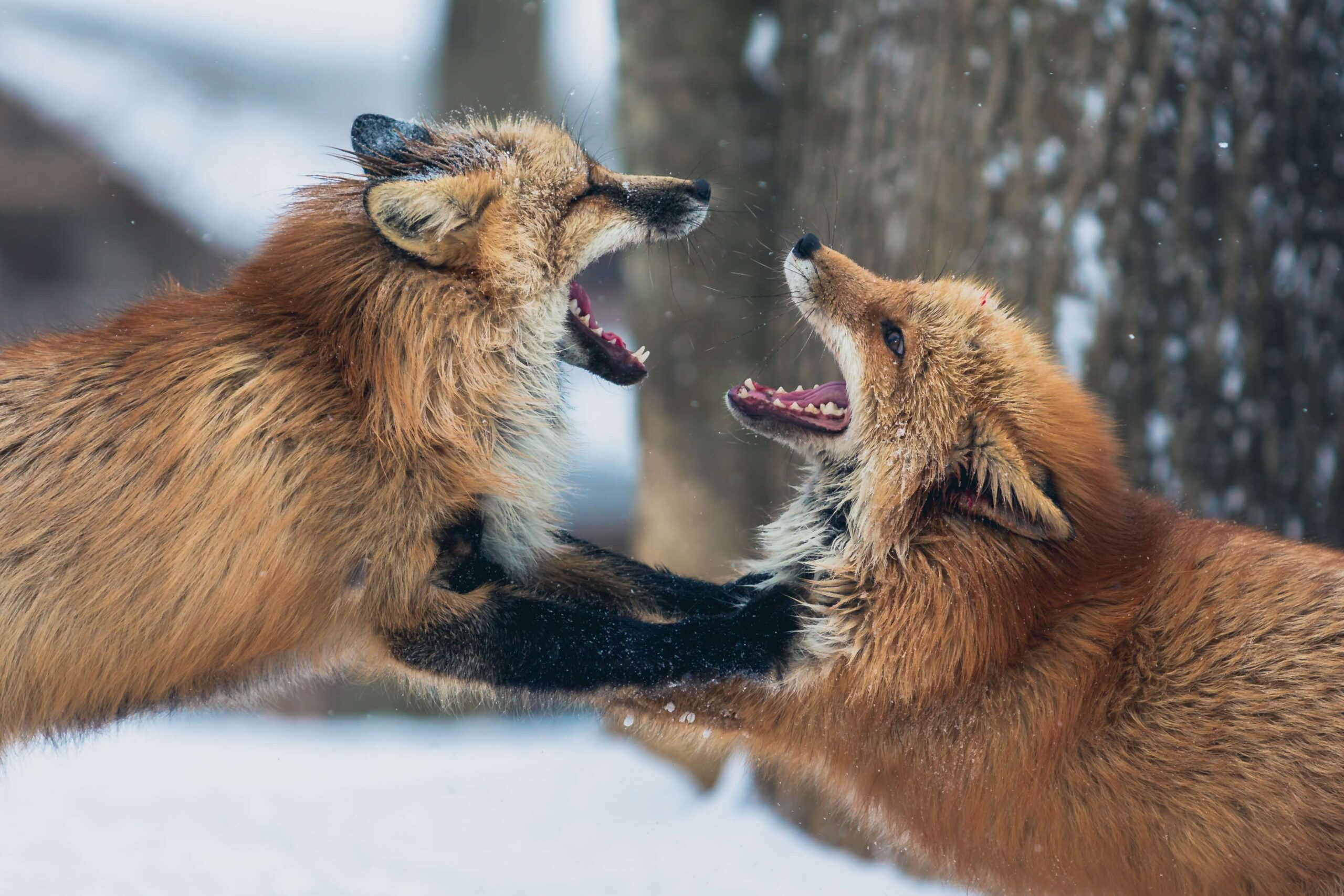 fight_foxes