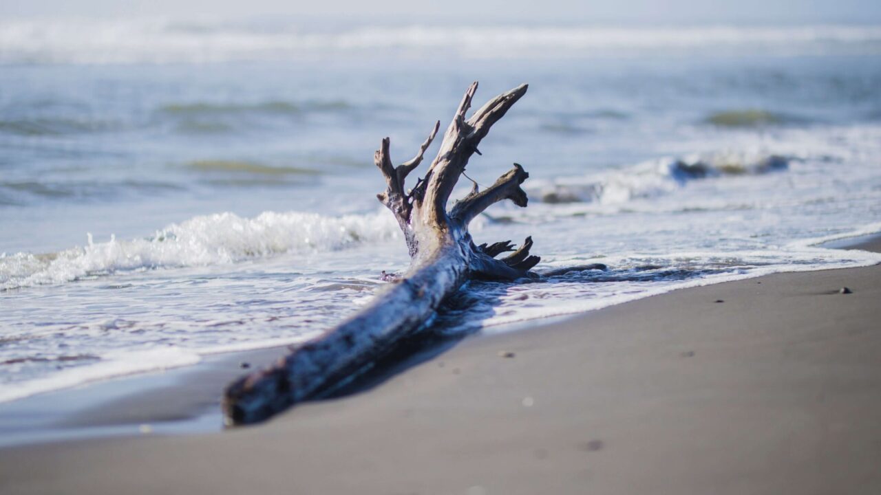 wood_sea