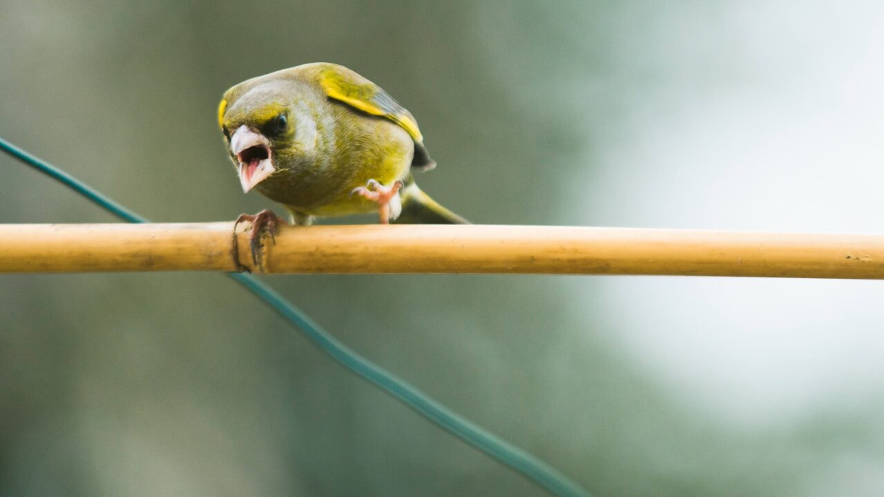 angry_bird