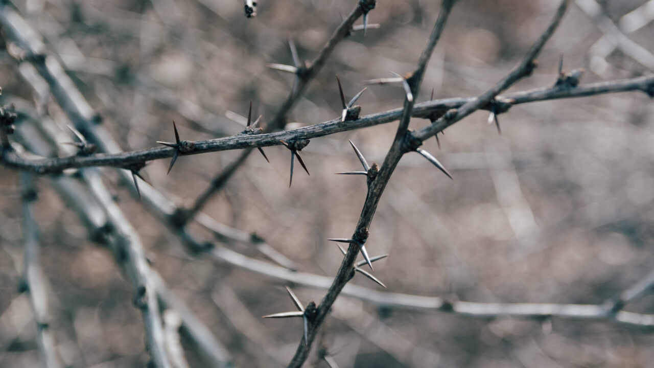 thorns