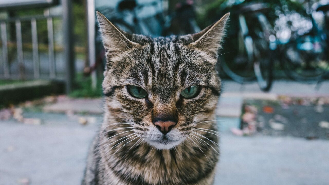 serious_cat