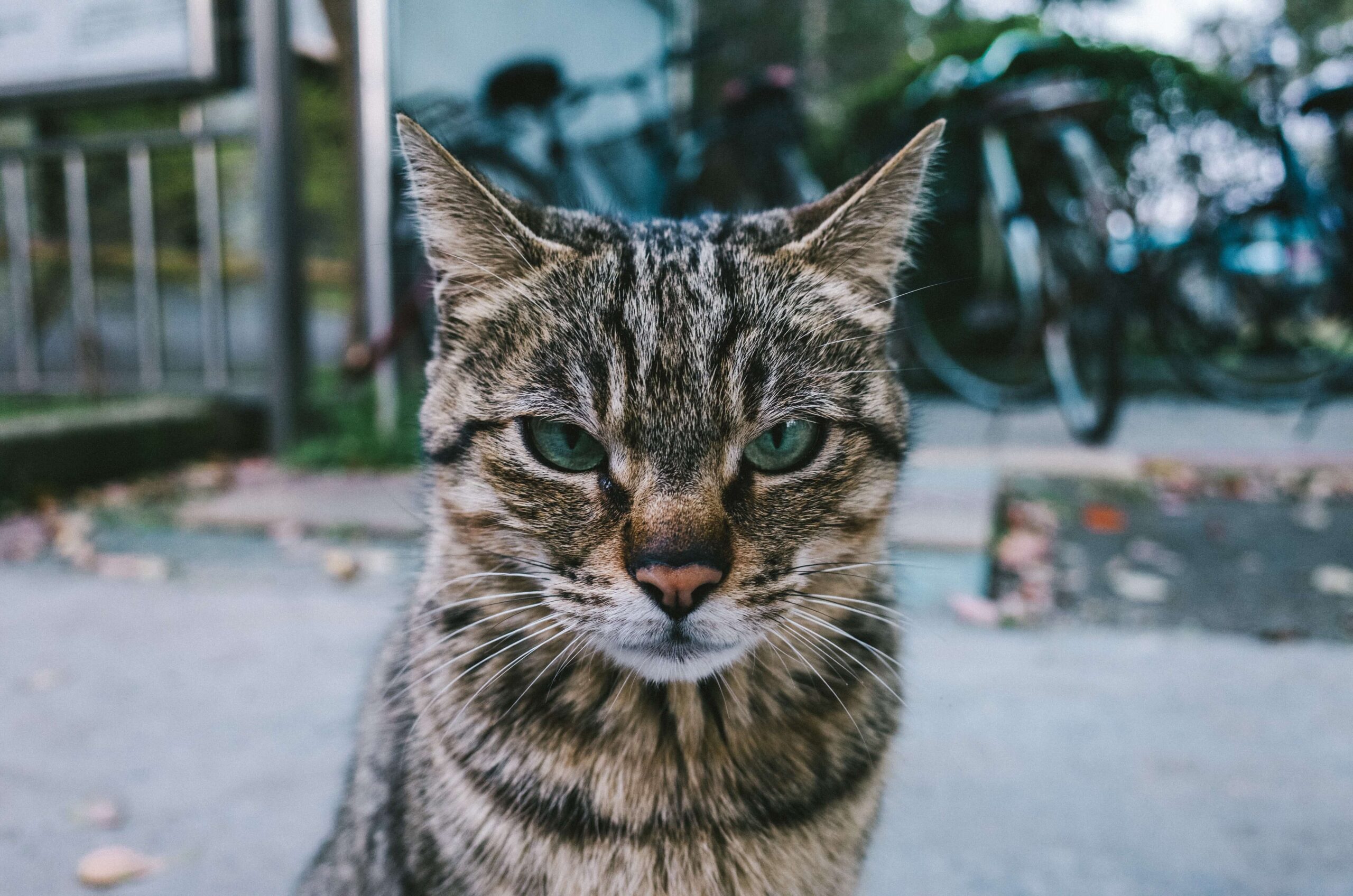 serious_cat