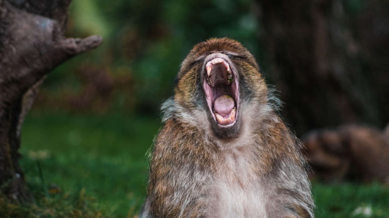 shouting_monkey