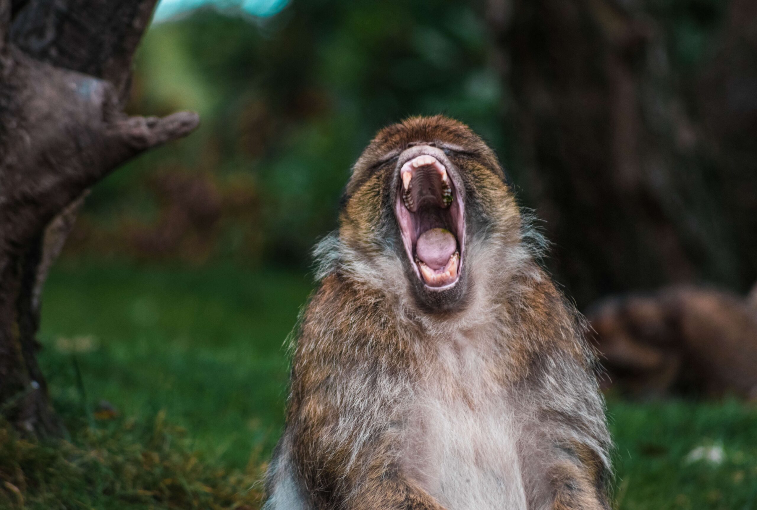 shouting_monkey