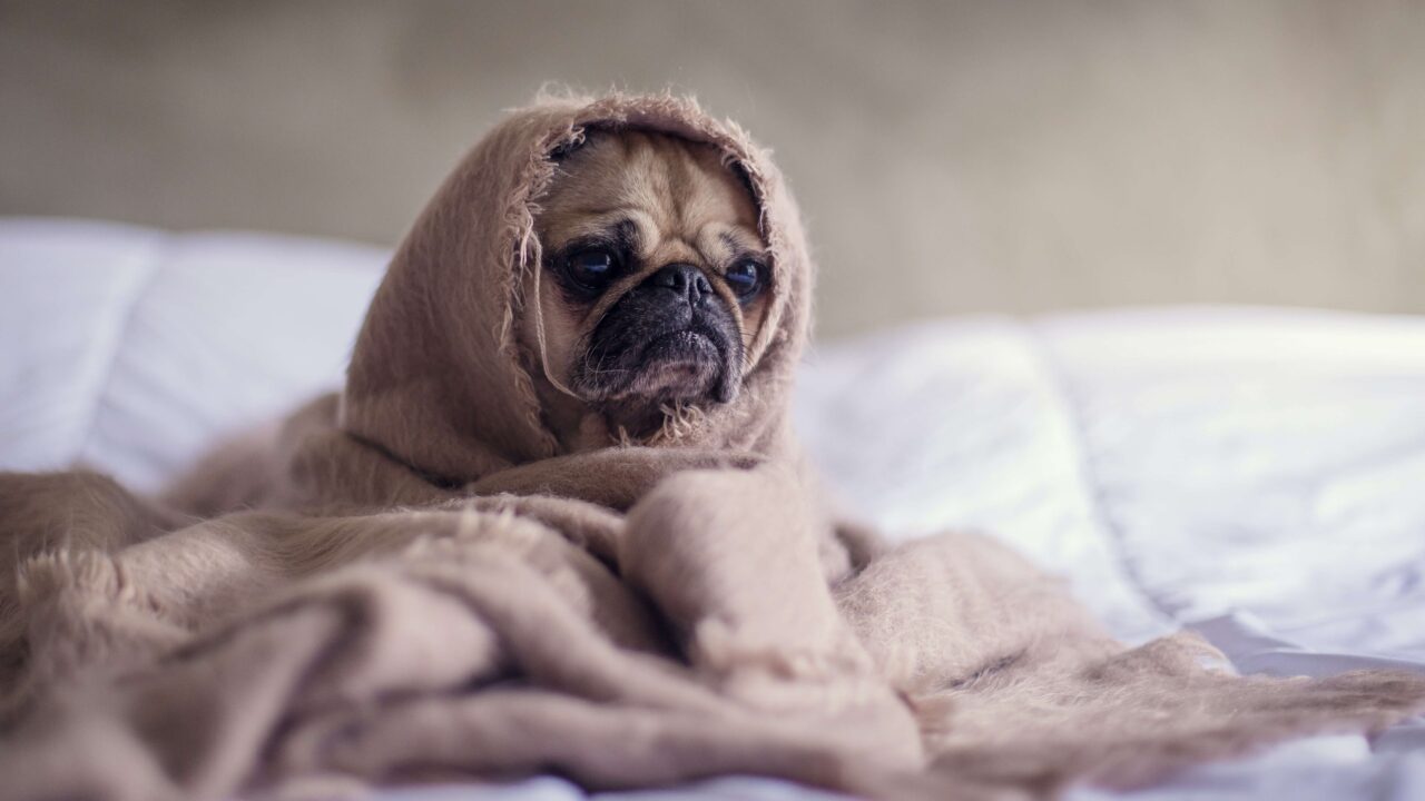 sleepy_doggy