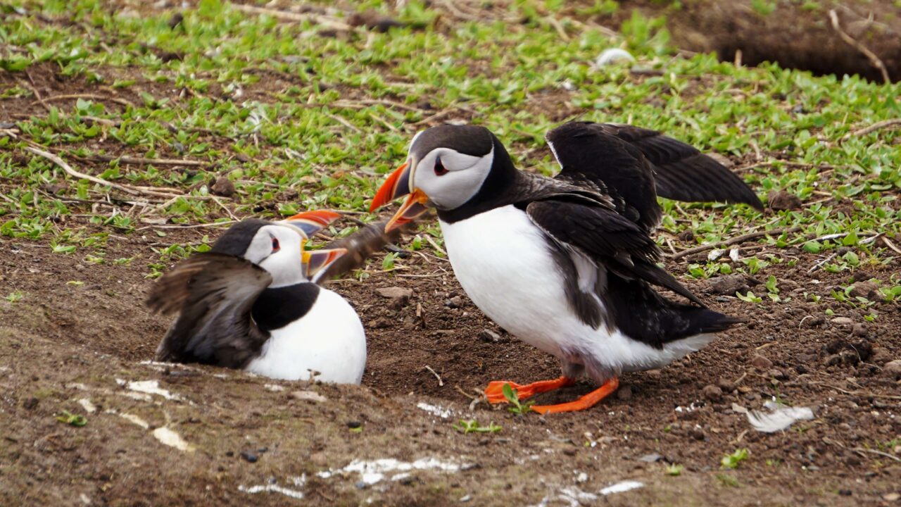 argument_bird
