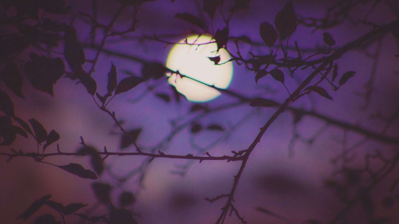 moonlight
