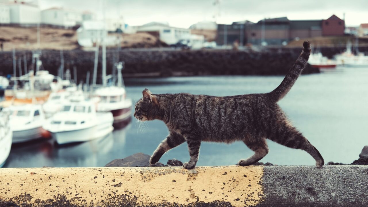 cat