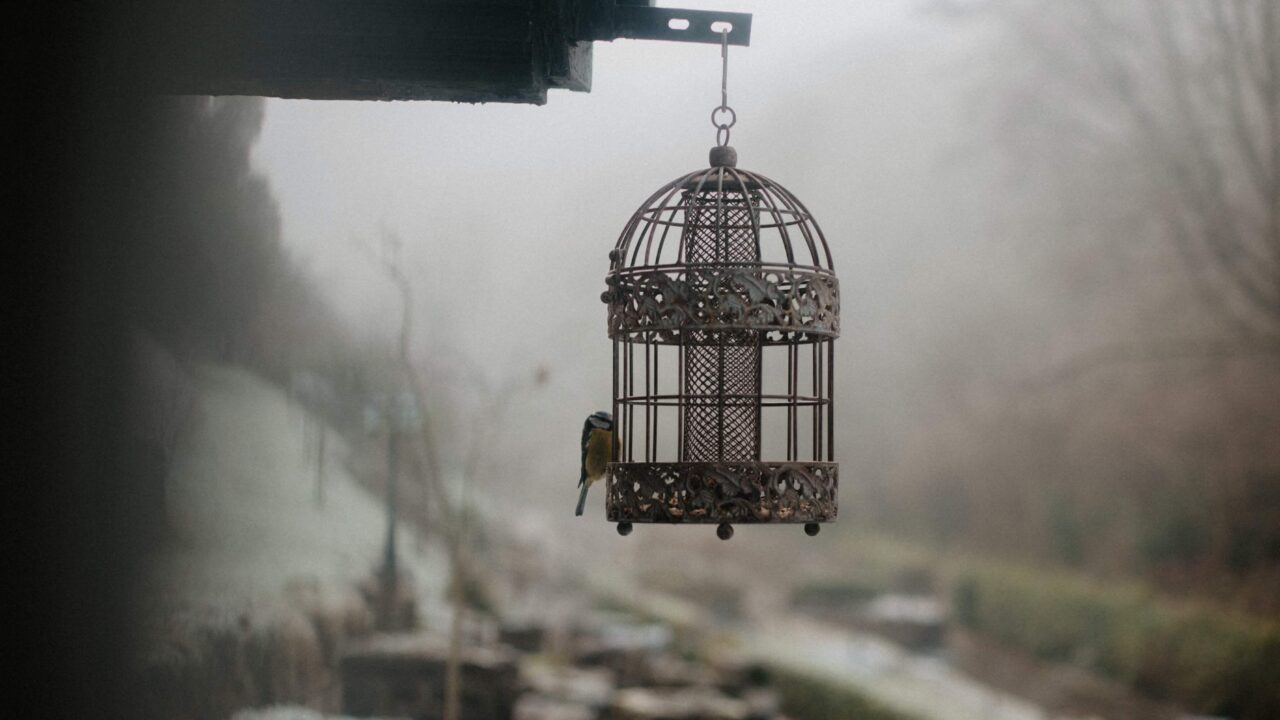 bird_cage