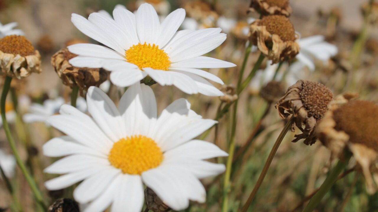 flower_alive