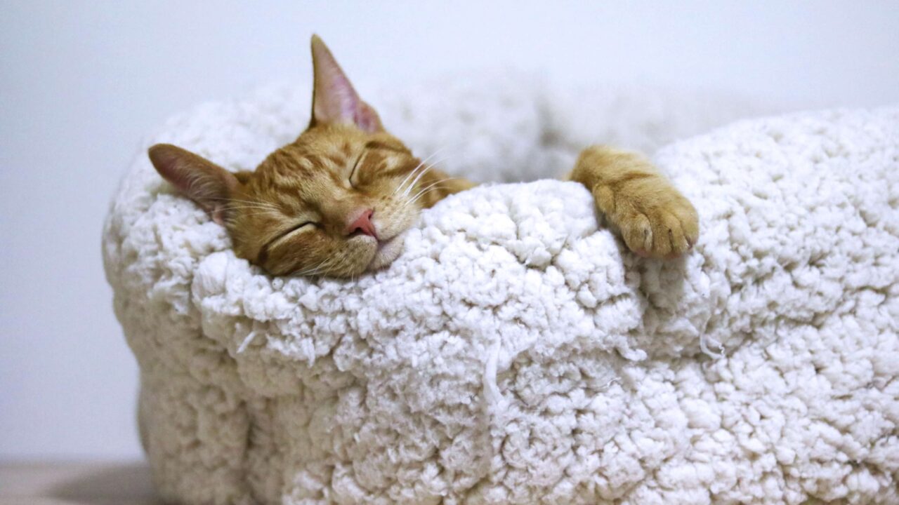 cat_rest
