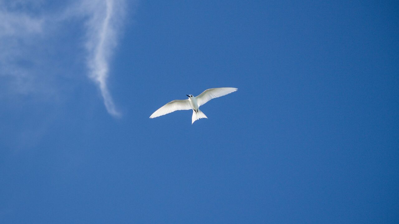 bluesky