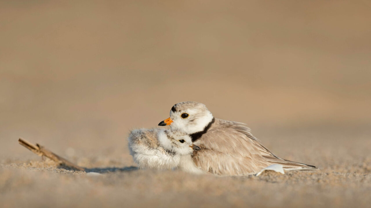 protect